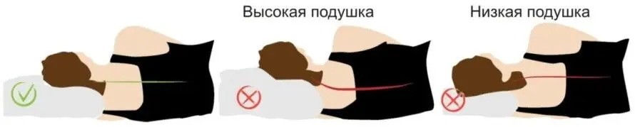 Позвоночник это основа нашего организма Внутри позвоночного столба - фото 3