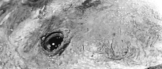 Морское чудище из фильма Федерико Феллини Сладкая жизнь 1959 И как - фото 124
