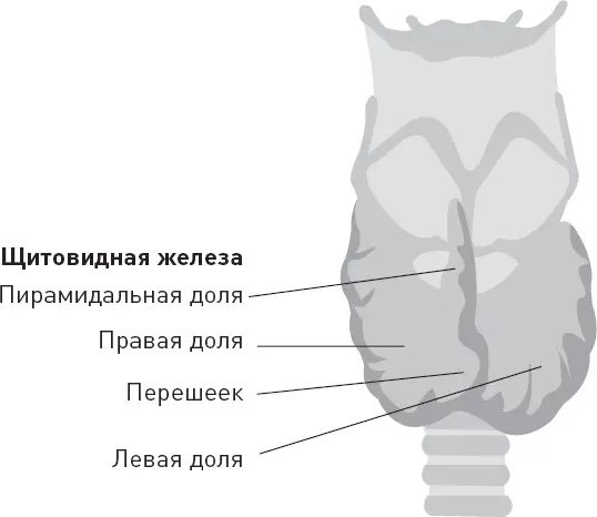 Щитовидная железа и гормоны которые она вырабатывает действуют практически на - фото 71