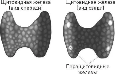Многие врачи говорили пациентам что у них все нормально со щитовидной железой - фото 72
