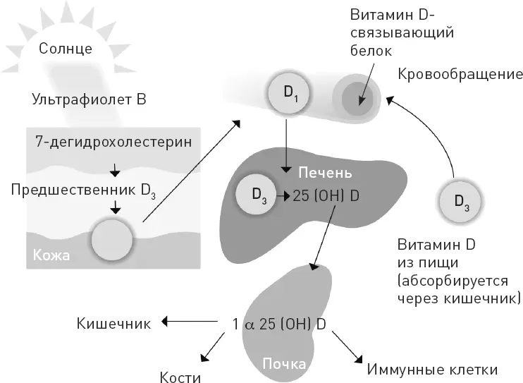 Витамин D это не просто витамин а прогормон неактивный гормон который - фото 75