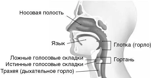 Симптомы гортанного рефлюкса развиваются если верхний и нижний пищеводные - фото 8