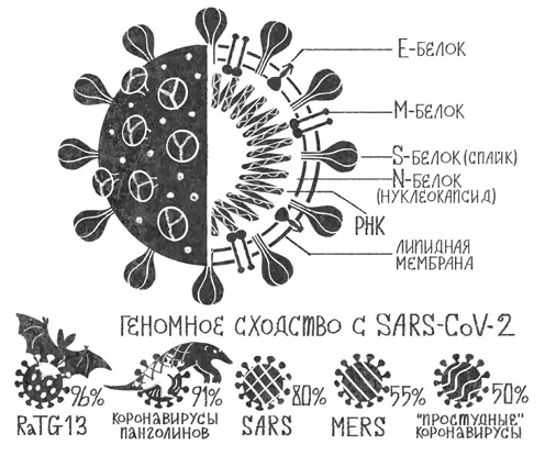 Рис 2Частица SARSCoV2 ограниченная липидной мембраной сфера размером - фото 3