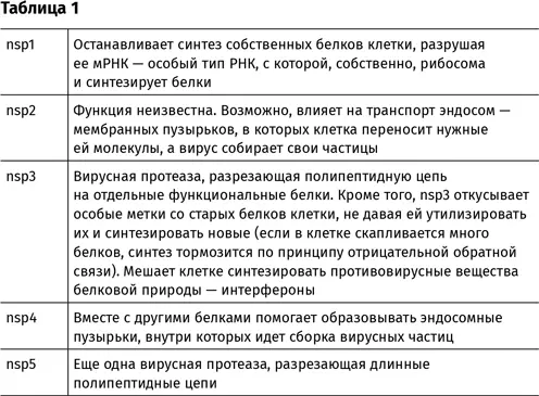 В геноме SARSCoV2 видны еще три последовательности с которых теоретически - фото 5