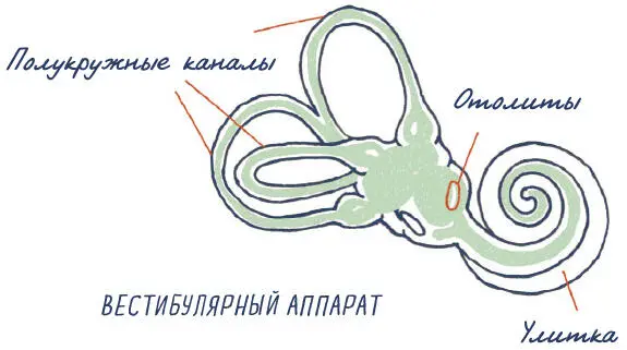Итак где же находится этот вестибулярный аппарат У тебя в ухе а точнее во - фото 59
