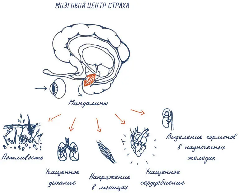 Миндалиныу нас их две по одной в каждом полушарии часть мозга отвечающая - фото 65