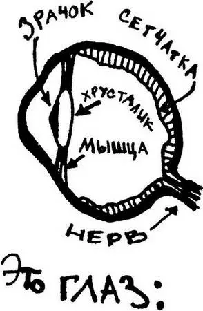 Хотя все детали глазной системы важны все же центральное место в ней - фото 105
