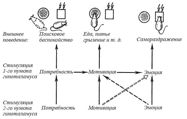 Рис 26 Схема последствий одновременной стимуляции двух пунктов гипоталамуса - фото 31