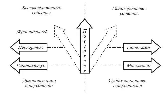 Рис 39 Принципиальная схема участия мозговых структур в генезе эмоциональных - фото 47