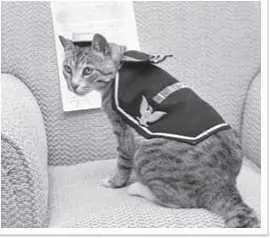 Кошка Пули в форме ВМС США 4 июля 1959 г Камуфляж Конвой Пули и другие Кот - фото 63