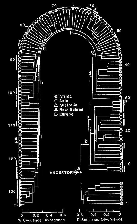 Знаменитое дерево мтДНК опубликованное в 1987 году Иными словами Ева не - фото 32