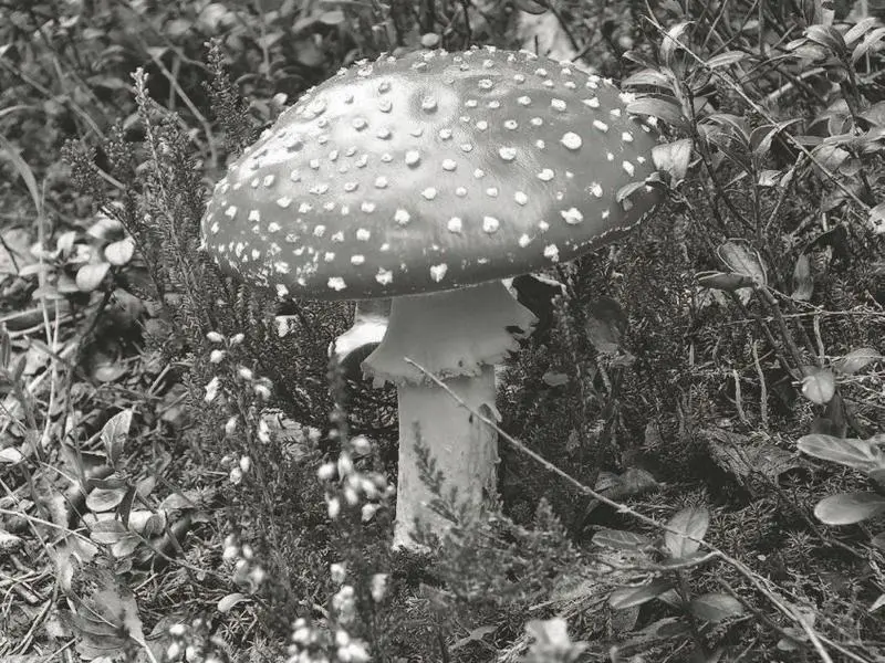 Илл 42 Amanita muscaria он же мухомор красный Трудно случайно перепутать - фото 44