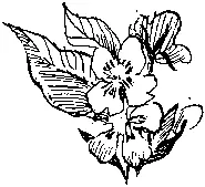 МОСКОВСКИЕ ЗЕМФИРА И АЛЕКО Карикатура на А С Пушкина 1829 г Почти в - фото 75