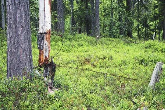 Иногда колючая проволока видна иногда она скрыта в вереске Это участок - фото 110