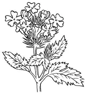 Вербена Verbena officinalis Глава 9 Занимаясь обрезкой розовых кустов - фото 5
