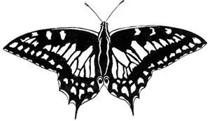 Бабочкапарусник Papilio machaon Июнь 1955 А теперь по случаю - фото 6
