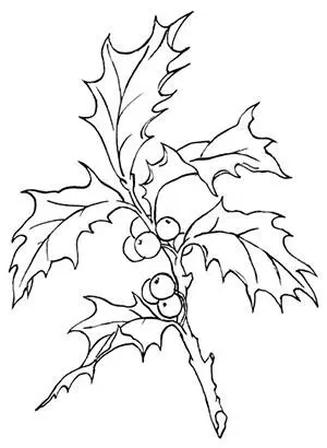 Падуб остролистный Ilex aquifolium Глава 31 Когда на следующий день после - фото 9