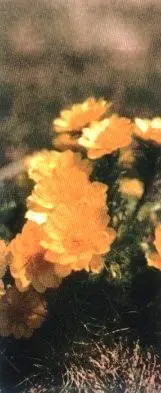 Башкиры называют его жёлтым подснежником его крупные цветы горят жарким - фото 2