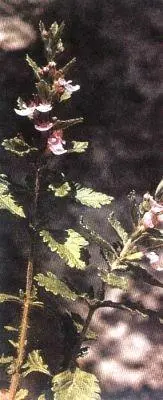 Обитатель светлых лесов и кустарников иногда выходит и на скалистые места - фото 29