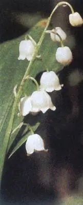 Ландыш серебристый так назывались любимые мамины духи Неравнодушно - фото 52