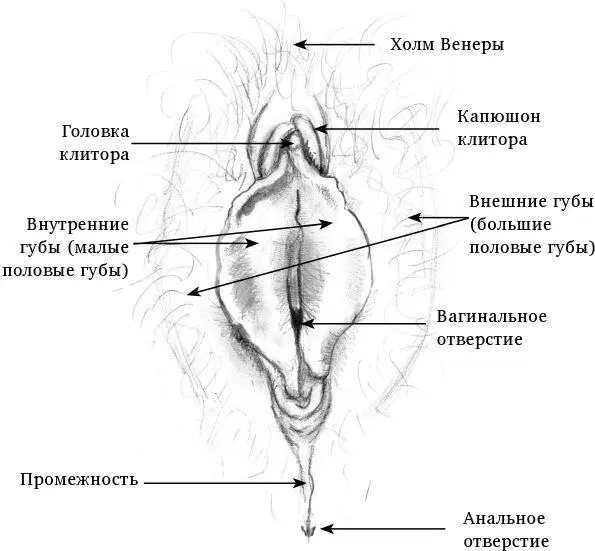 Первым что вы увидите будет холм Венеры или лобковое возвышение Как его - фото 1
