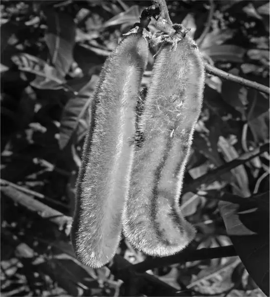 РИСУНОК 2Макуна жгучая лат Mucuna pruriens или бархатные бобы Всемирная - фото 37
