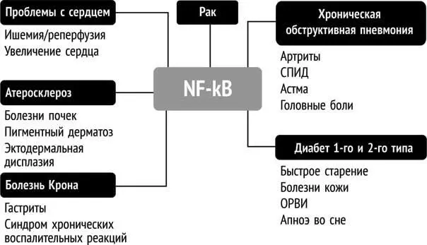 Связь между фактором NFkB и заболеваниями вызванными сидячим образом жизни - фото 20