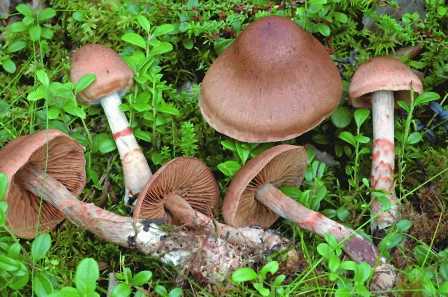Паутинник браслетчатый Cortinarius armillatus Пер Марстад Однако факт - фото 10