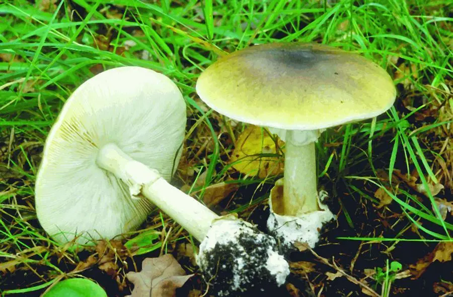 Бледная поганка Amanita phalloides Пер Марстад Когда я услышала эту историю - фото 11