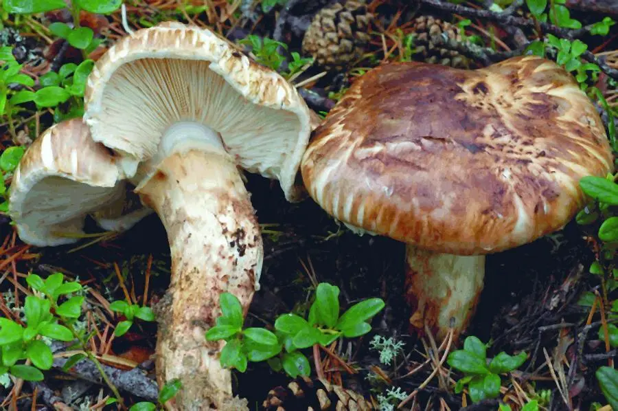 Мацутакэ Tricholoma matsutake Пер Марстад Абрикос и другие заученные - фото 16
