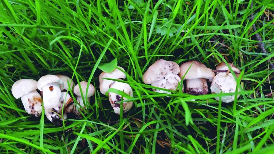 Майский гриб Calocybe gambosa Лонг Литт Вун Недавно я водила в лес другую - фото 17
