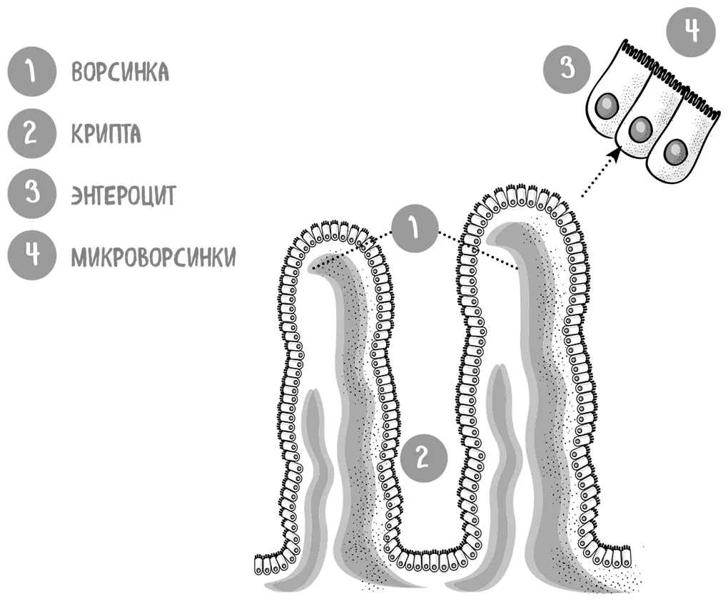 Регенерация энтероцитов происходит с удивительной скоростью всего за два - фото 33