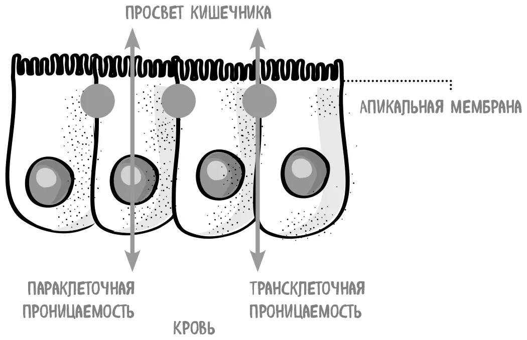 После того как питательные вещества проникли сквозь стенки кишечника они - фото 35