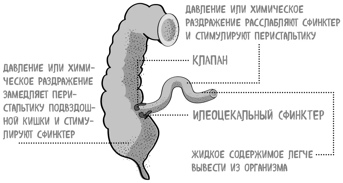 В толстом кишечнике в процессе гниения образуются короткоцепочечные жирные - фото 37