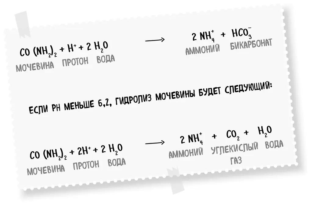 Количество углекислого газа выделяемого при дыхании будет пропорционально - фото 77