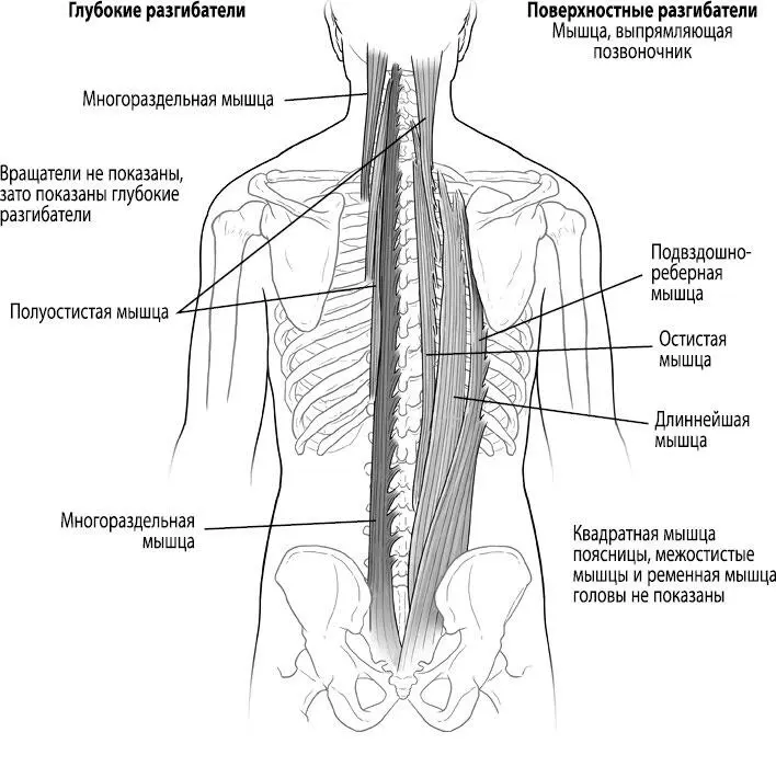 Рис 4 Параспинальные мышцы Когда люди ощущают эту жесткую группу мышц - фото 18