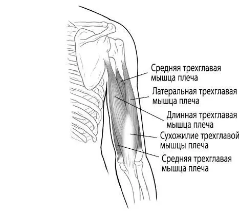 Тело исцеляет само себя Глубокое изучение работы мышц и их связи с эмоциями - изображение 84