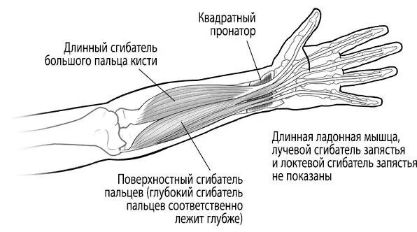 Тело исцеляет само себя Глубокое изучение работы мышц и их связи с эмоциями - изображение 87