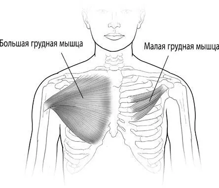Рис 55 Мышцы груди Большая грудная мышца охватывает всю грудную клетку от - фото 98