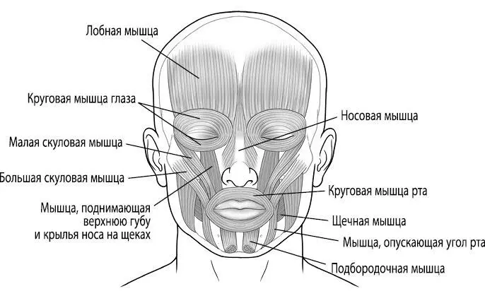 Рис 59 Мимические мышцы Круговая мышца глазадвигает мышцами в области глаз - фото 104