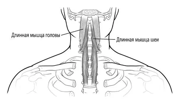 Рис 65 Глубокие мышцы в передней части шеи Иногда проблемы в ее передней - фото 114