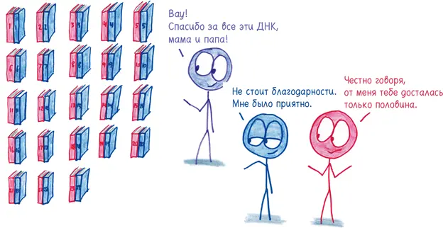 Разумеется у ваших родителей тоже есть по две копии одна от вашей бабушки - фото 184
