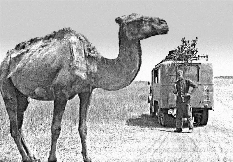 Фотография Вильгельма Мольденхауера летнее наступление 1942 г Депортация - фото 33