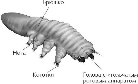 КЛЕЩ ДЕМОДЕКС Эти относительные великаны микромира кожи населяют различные - фото 9