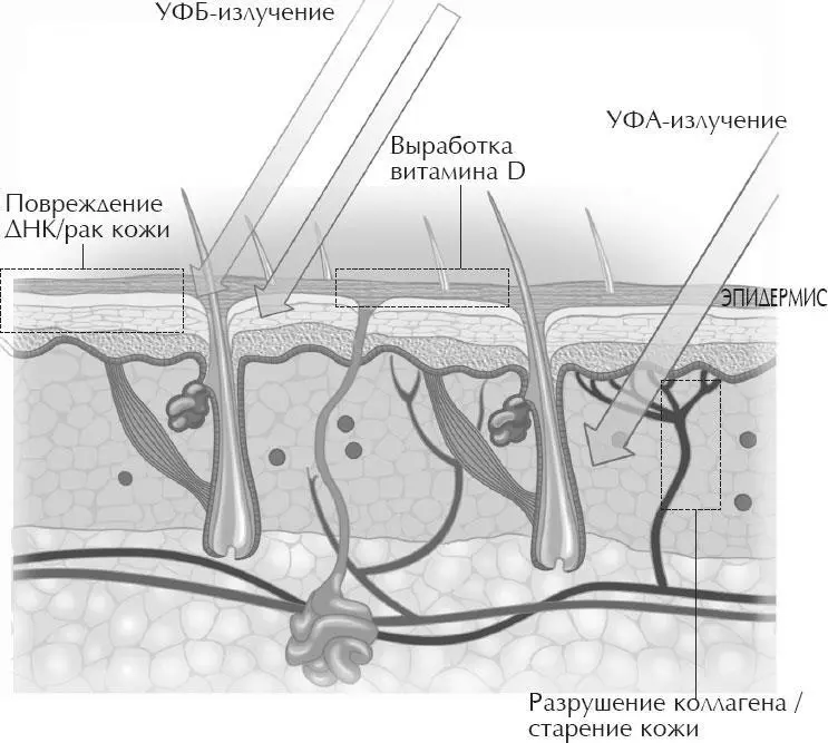 УФА И УФБИЗЛУЧЕНИЕ Долгосрочная основная пигментация нашей кожи тем не - фото 13