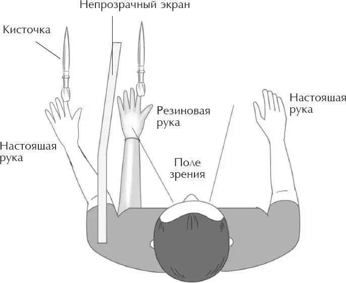 ИЛЛЮЗИЯ РЕЗИНОВОЙ РУКИ В то время как мы задумываемся о редких и необычных - фото 20
