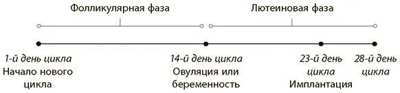 Ключ к беременности в том что когда яйцеклетка начинает опускаться в матку - фото 3