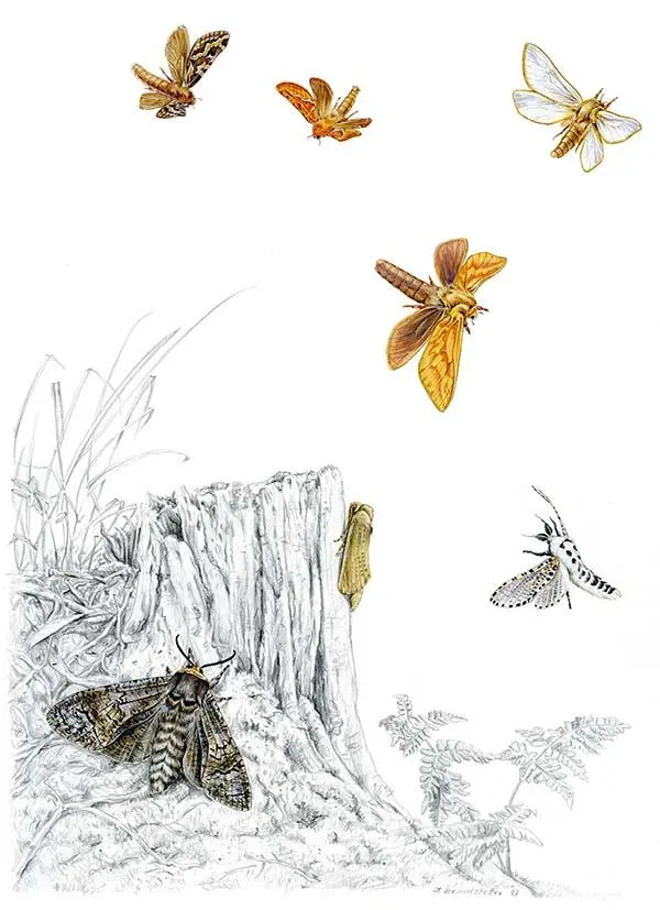 Hepialidae Cossidae Бабочки порхают над Землей уже около 200 млн лет Мы не - фото 76