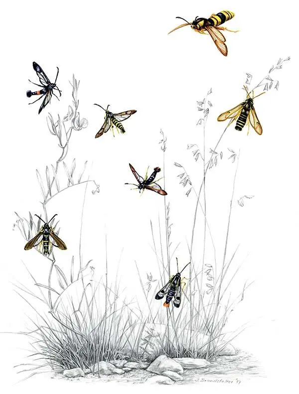 Sesiidae Если на вас летит черножелтое полосатое насекомое с прозрачными - фото 87