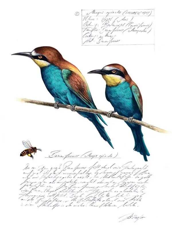 1 Золотистая щурка Merops apiaster Класс птицы Aves Отряд - фото 89